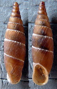 Tabella della Famiglia Clausilidae